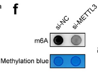 Knocking down METTL3 resulted in a decrease in m6A methylation levels.jpg
